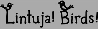 Lintuja! Birds!
