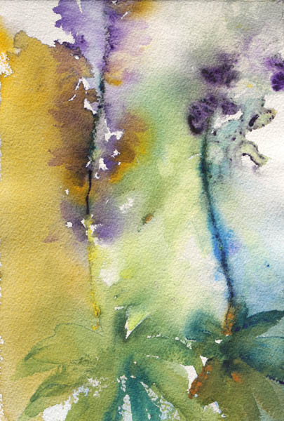 Lupiinin vaiheet<br>  akvarelli 2013