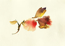 Runollinen, P&auml;ivi Uljas