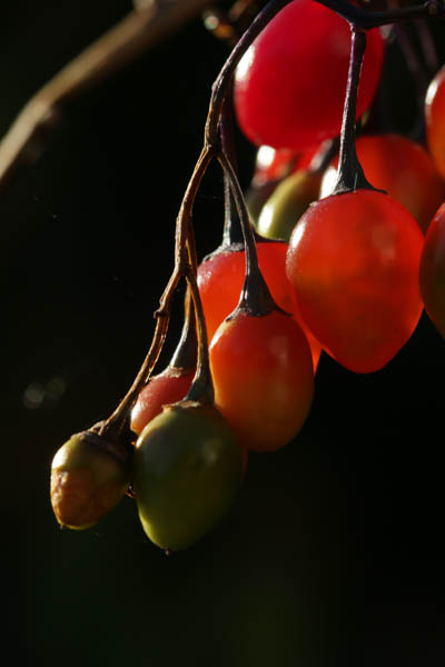 Valon sisaret: Marja<br>  valokuva paperille 2015