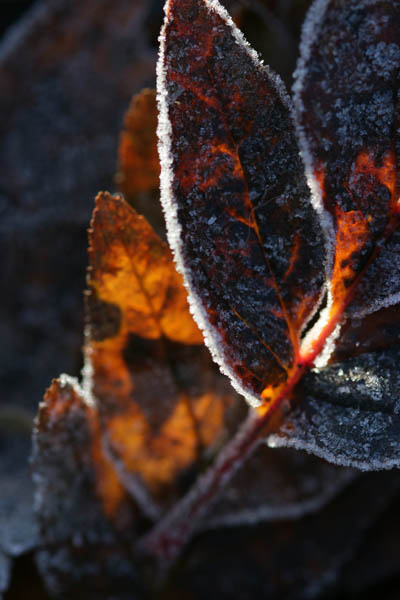 Valon sisaret: Pihla<br>  valokuva paperille 2015