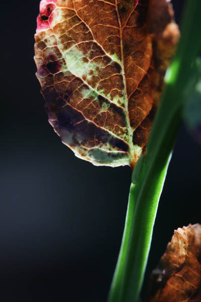 Valon sisaret: Varpu<br>  valokuva paperille 2015